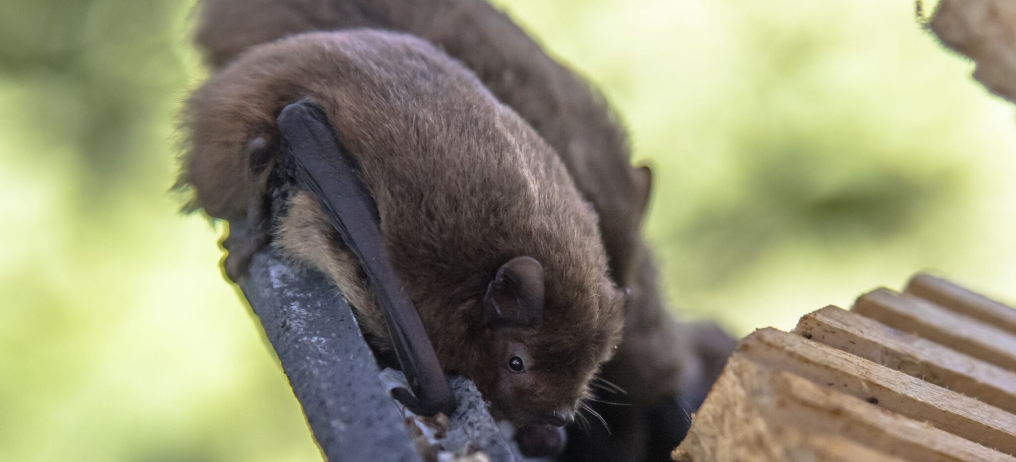 Minnesota Bat Removal & Bat Proofing - Exclusive Batproofing