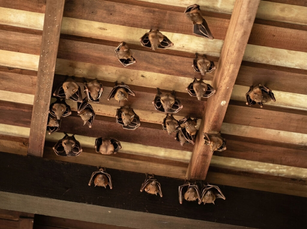Bat Infestation