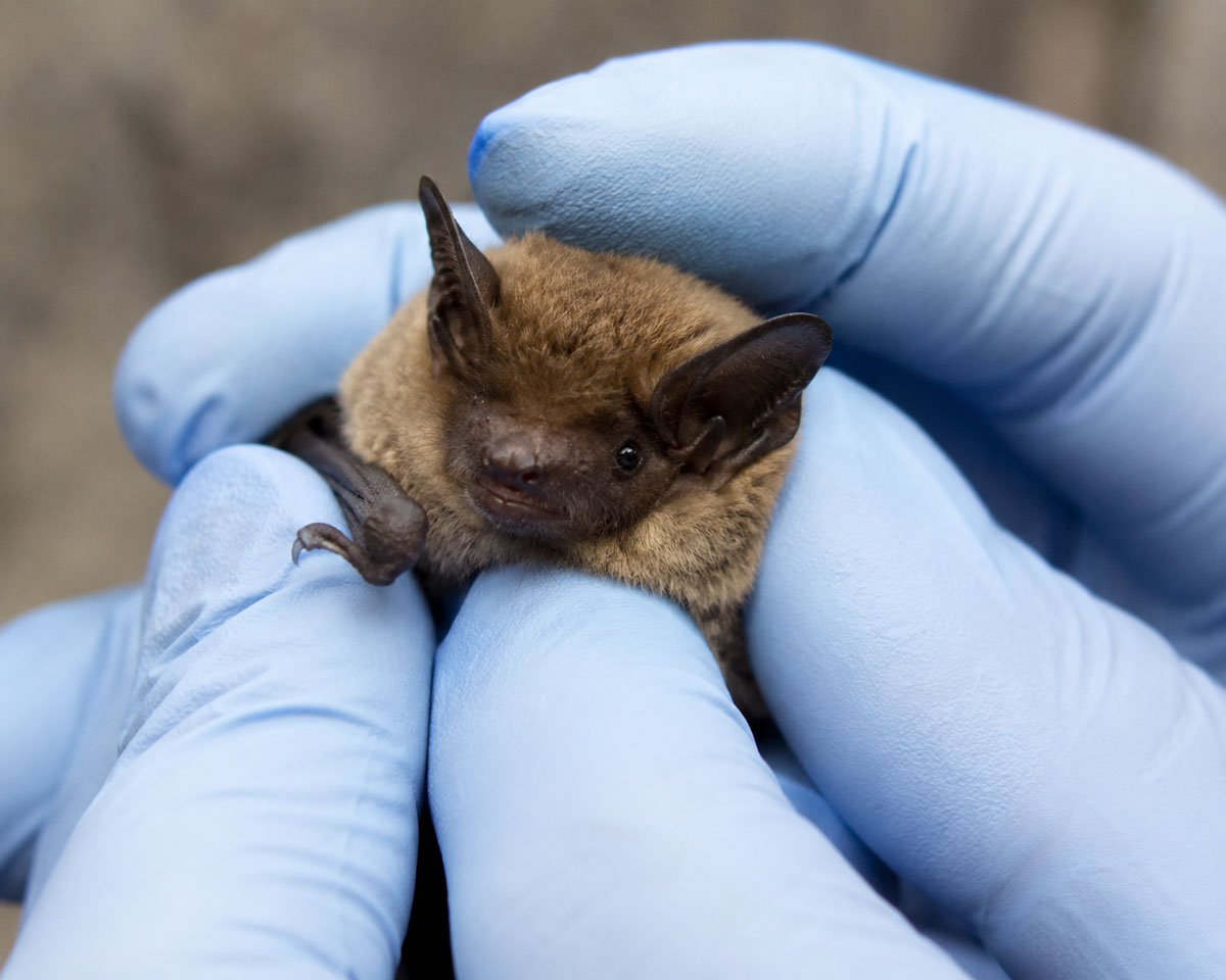 Safe Little Brown Myotis Removal